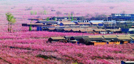 重慶到拉薩、林芝桃花村、羊湖、日喀則10日游