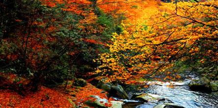 光霧山看紅葉、滕王閣跟團(tuán)三日游