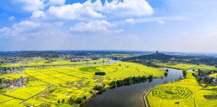 潼南菜花基地、雙江古鎮(zhèn)一日游（春游賞花）